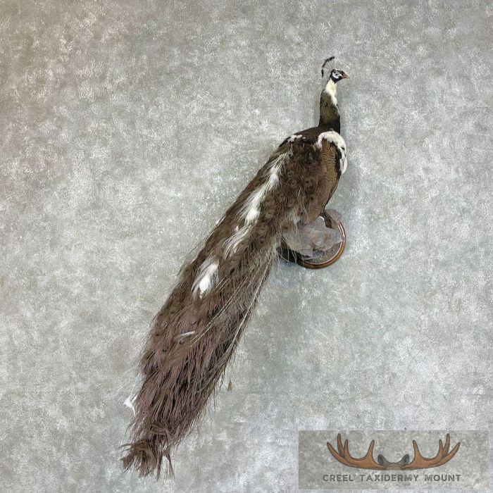 Pied Opal Peacock Taxidermy Bird Mount For Sale
