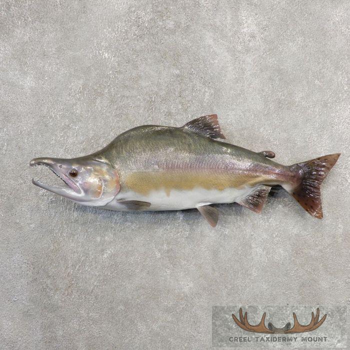 25" Pink Salmon Taxidermy Fish Mount