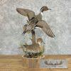 Pintail Duck Pair Taxidermy Mount For Sale