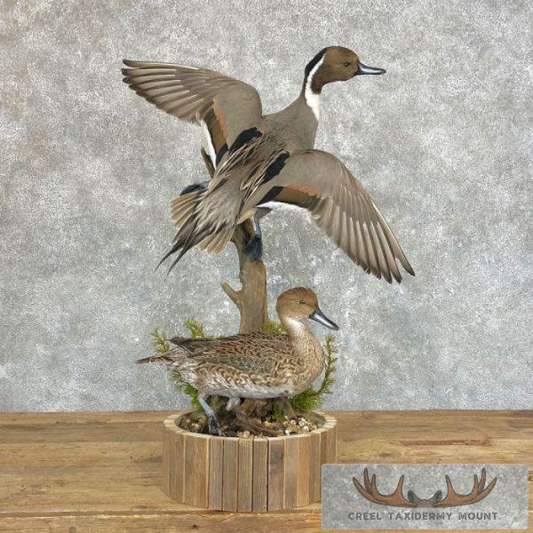 Pintail Duck Pair Taxidermy Mount For Sale