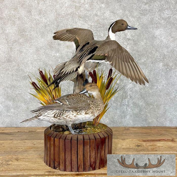 Pintail Duck Pair Taxidermy Mount For Sale - Creel Taxidermy