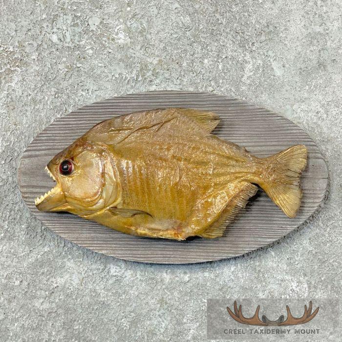 Piranha Fish Taxidermy Mount For Sale
