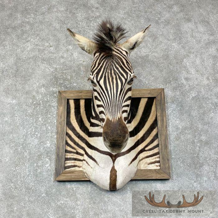 African Plains Zebra Taxidermy Shoulder Mount For Sale - Image 2