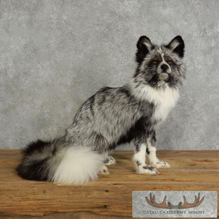 Platinum Fox Life-Size Taxidermy Mount For Sale