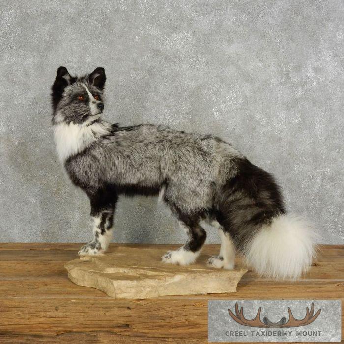Platinum Fox Life-Size Taxidermy Mount For Sale