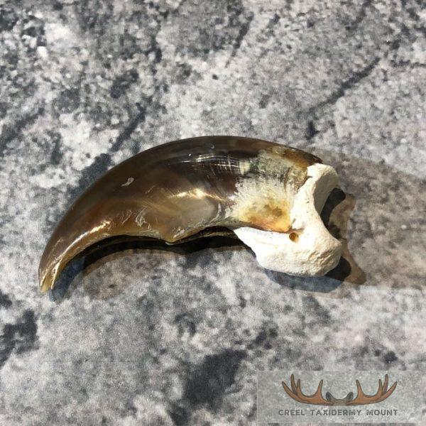 Authentic Polar Bear Claw Taxidermy For Sale