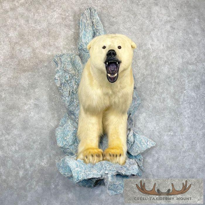Polar Bear Half-Life-Size Taxidermy Mount For Sale