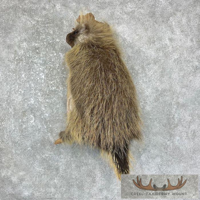 Porcupine Life-Size Taxidermy Mount For Sale