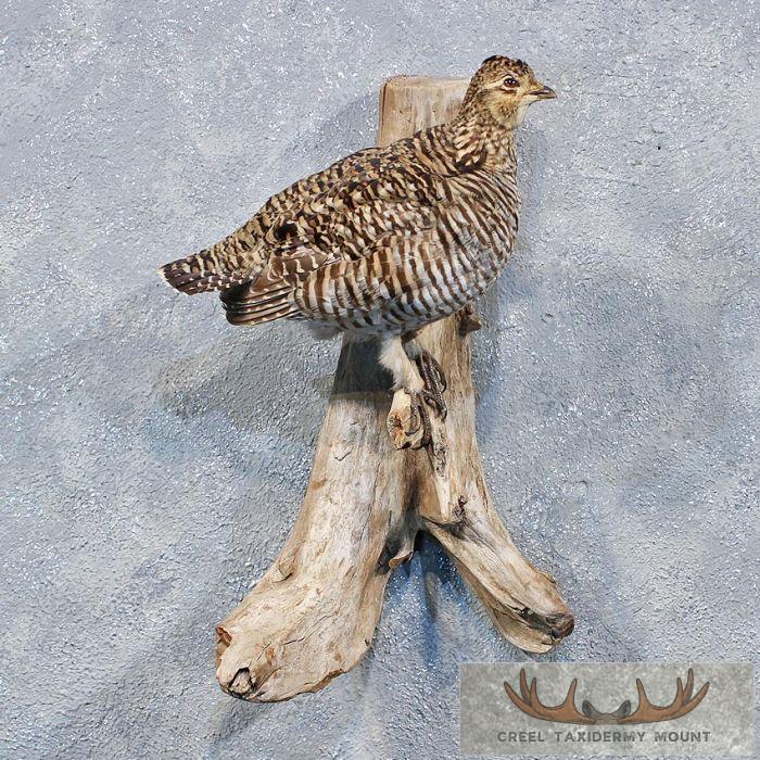 Prairie Chicken Taxidermy – Lesser Prairie Chicken Loses Endangered ...