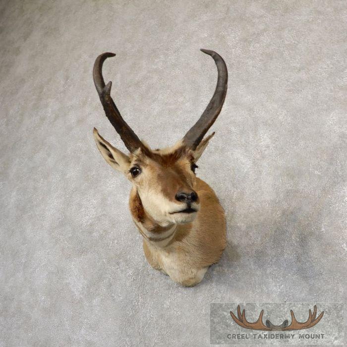 Pronghorn Antelope Taxidermy Shoulder Mount For Sale