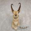 Pronghorn Antelope Taxidermy Shoulder Mount For Sale