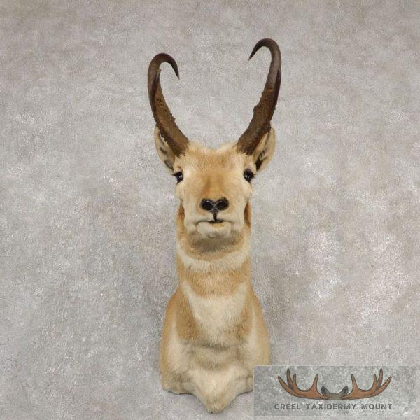 Pronghorn Antelope Taxidermy Shoulder Mount For Sale