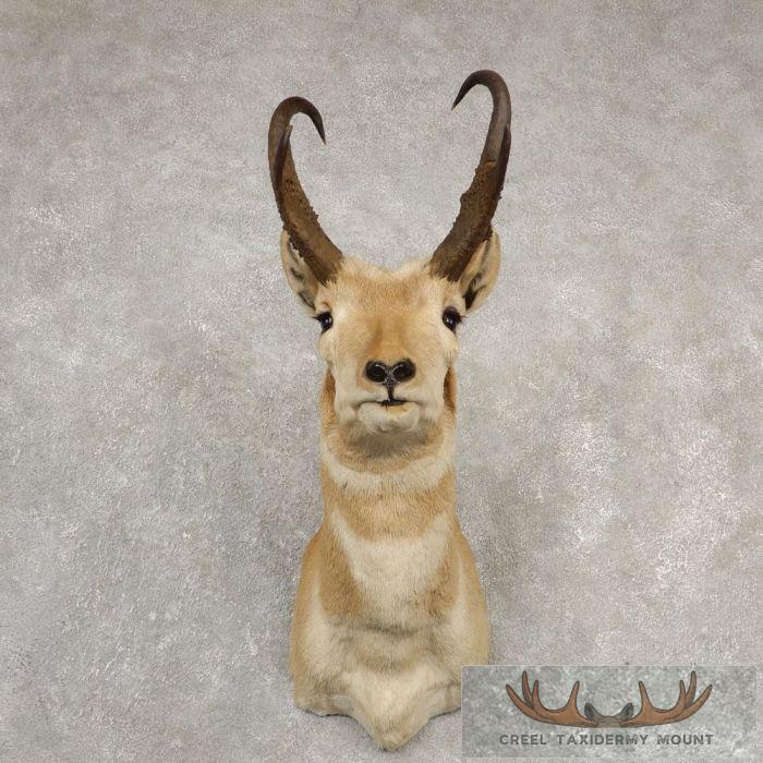 Pronghorn Antelope Taxidermy Shoulder Mount For Sale