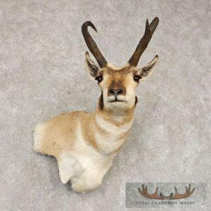 Pronghorn Antelope Taxidermy Shoulder Mount Taxidermy