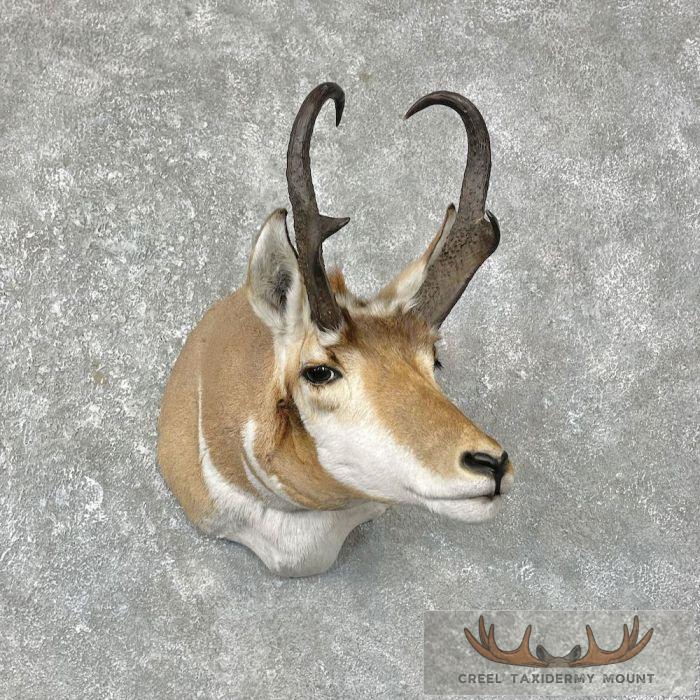 Pronghorn Antelope Taxidermy Shoulder Mount For Sale