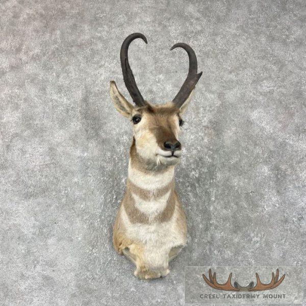 Pronghorn Antelope Taxidermy Shoulder Mount For Sale