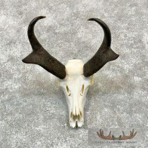 Pronghorn Skull European Taxidermy Mount Taxidermy