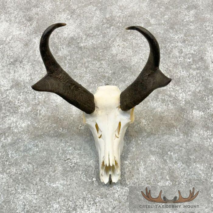 Pronghorn Skull European Taxidermy Mount For Sale
