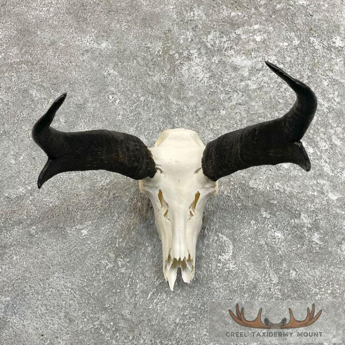 Pronghorn Skull & Horns European Mount For Sale