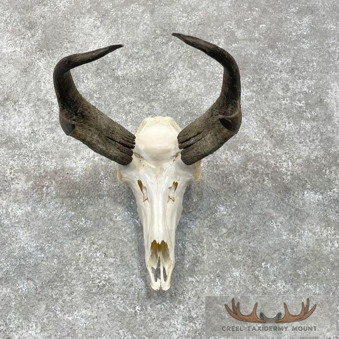 Pronghorn Skull European Taxidermy Mount For Sale