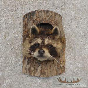Raccoon Head Novelty Taxidermy Mount Taxidermy