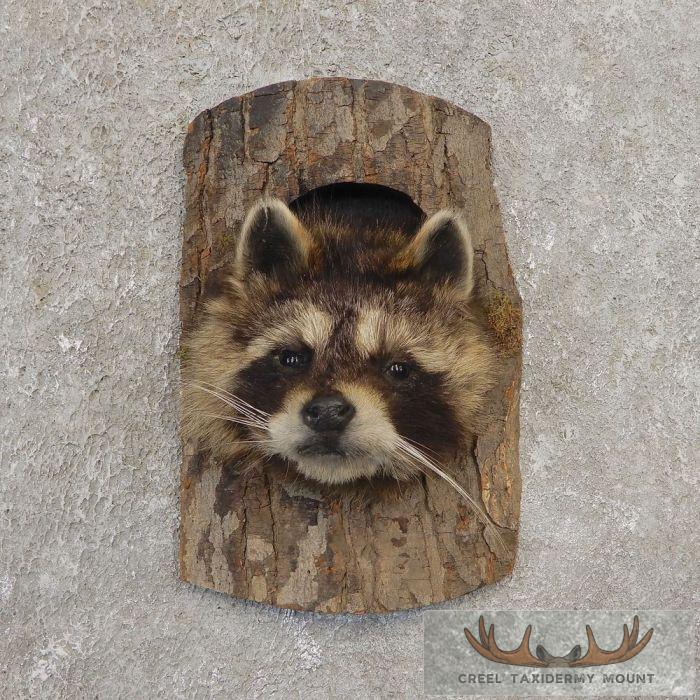 Raccoon Head Novelty Taxidermy Mount For Sale