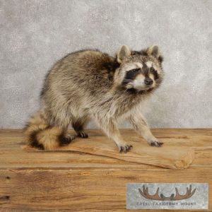 Raccoon Life-Size Taxidermy Mount Taxidermy