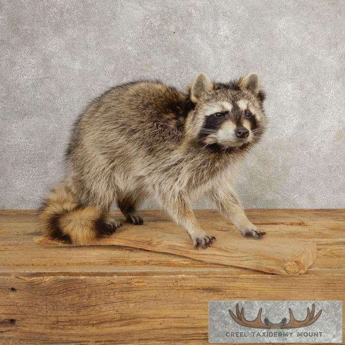 Raccoon Life-Size Taxidermy Mount For Sale