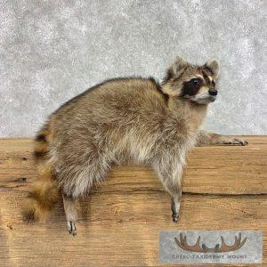 Raccoon Life-Size Taxidermy Mount Taxidermy