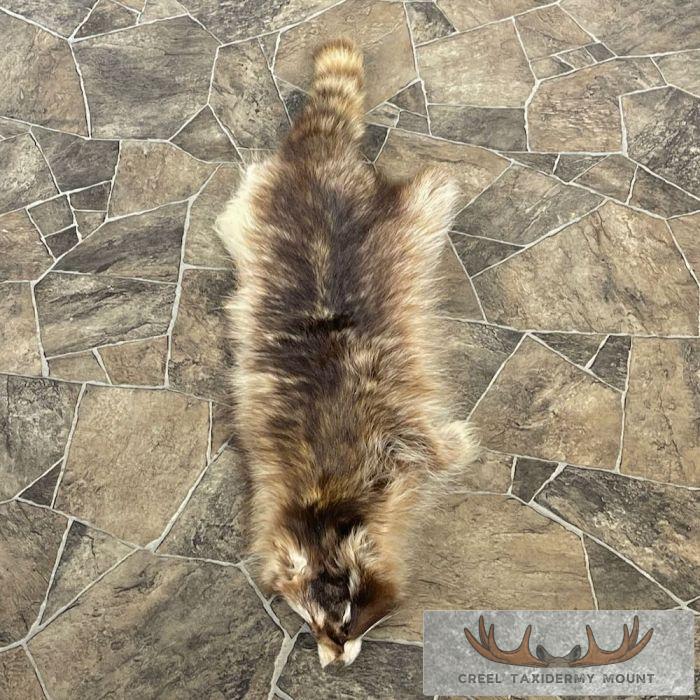 Raccoon Tanned Hide Taxidermy For Sale