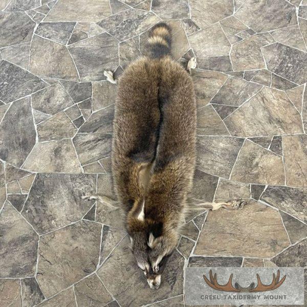Raccoon Tanned Hide Taxidermy For Sale