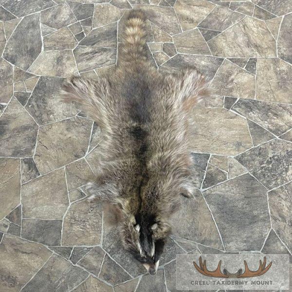 Raccoon Tanned Hide Taxidermy For Sale