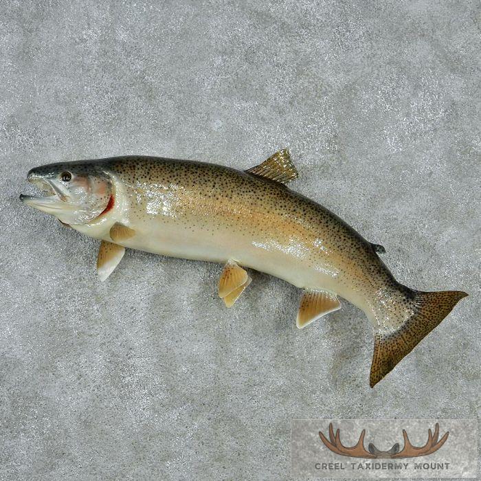 Find the Best Fish Taxidermy Near You: Expert Techniques and Tips Find the Best Fish Taxidermy Near You: Expert Techniques and Tips