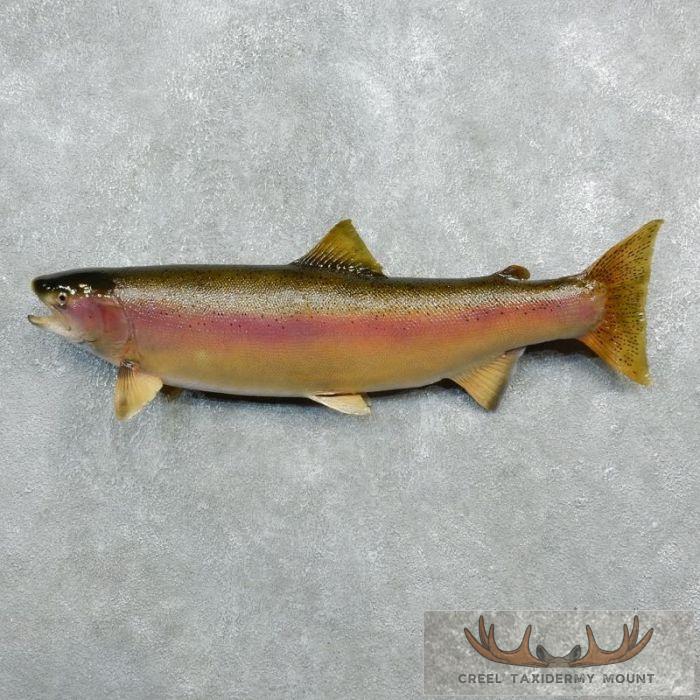 34.5" Rainbow Trout Taxidermy Fish Mount For Sale