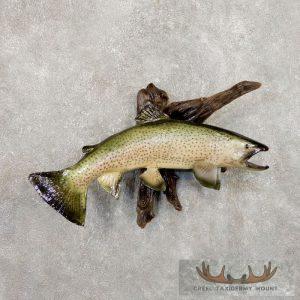 22" Rainbow Trout Taxidermy Fish Mount Taxidermy