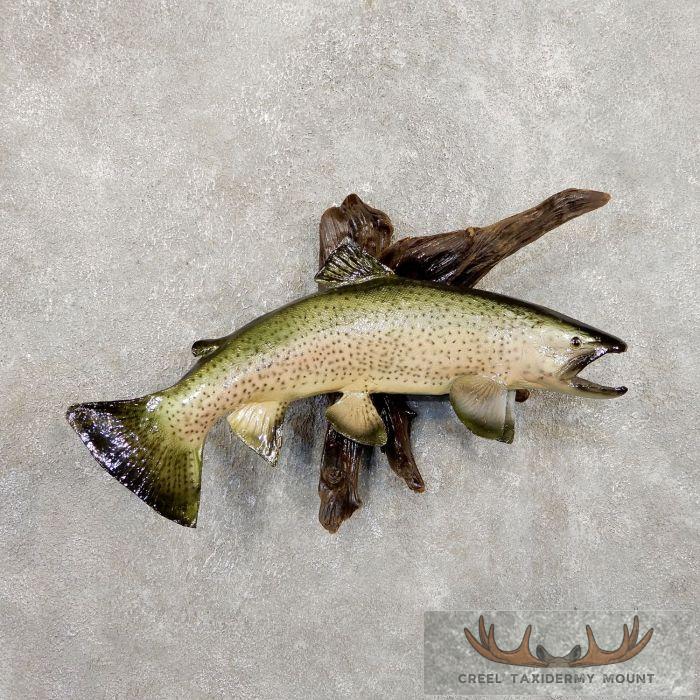 22" Rainbow Trout Taxidermy Fish Mount For Sale