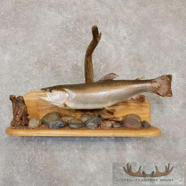 20.50" Rainbow Trout Taxidermy Fish Mount For Sale