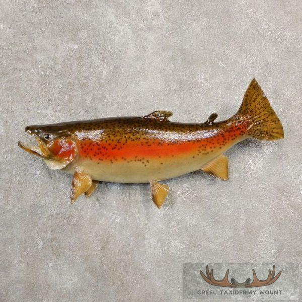 20.75" Rainbow Trout Taxidermy Fish Mount For Sale