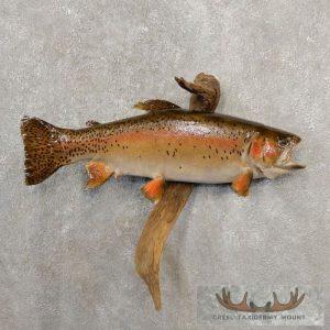 21" Rainbow Trout Taxidermy Fish Mount Taxidermy
