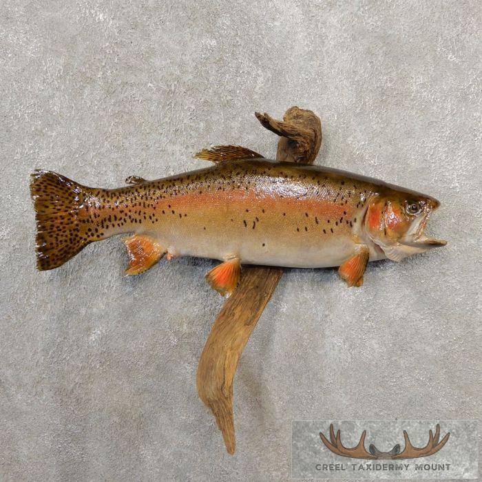 21" Rainbow Trout Taxidermy Fish Mount For Sale
