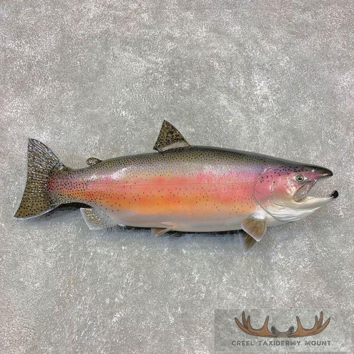 27.5" Rainbow Trout Taxidermy Fish Mount For Sale