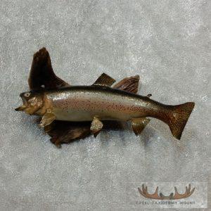 22" Rainbow Trout Taxidermy Fish Mount Taxidermy