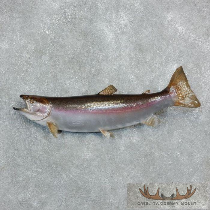 31.75" Rainbow Trout Taxidermy Fish Mount For Sale