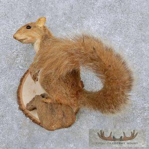 Red Squirrel Taxidermy Mount Taxidermy