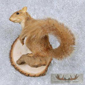 Red Squirrel Taxidermy Mount Taxidermy