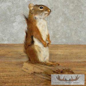 Red Squirrel Taxidermy Mount Taxidermy