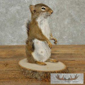 Red Squirrel Taxidermy Mount Taxidermy
