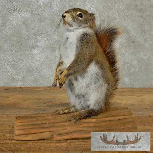 Red Squirrel Taxidermy Mount Taxidermy
