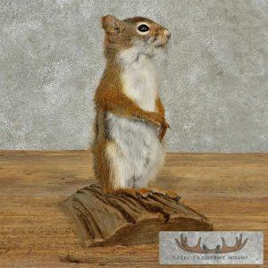 Red Squirrel Taxidermy Mount Taxidermy