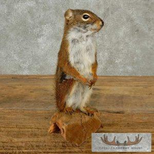 Red Squirrel Taxidermy Mount Taxidermy